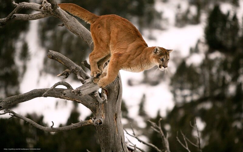 Cougar Climbing Tree