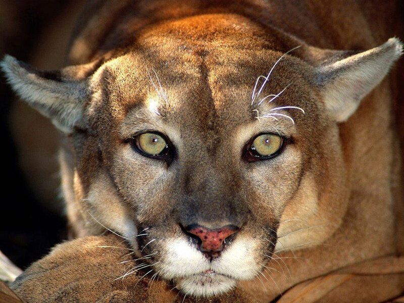 Cougar Close-up