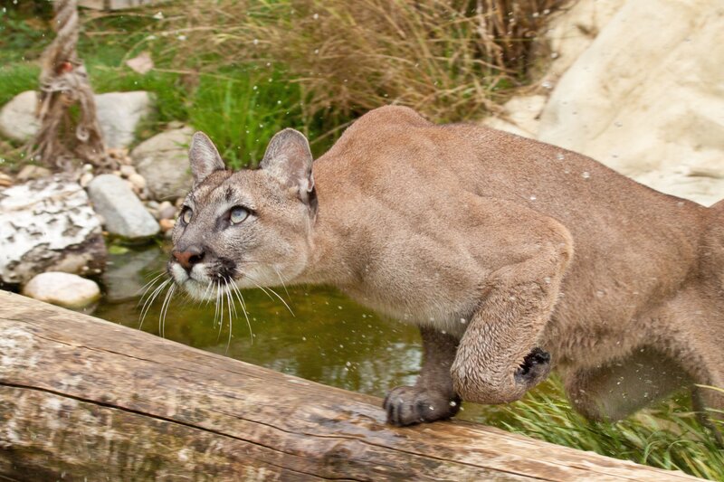 Cougar crossing a log