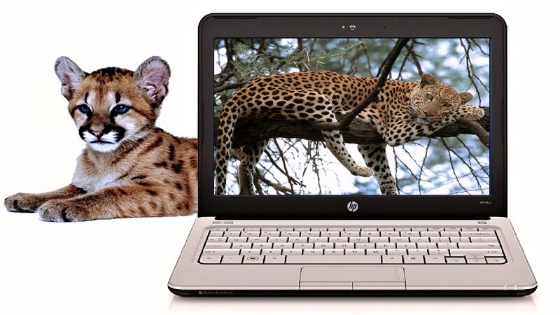 Cougar Cub and Laptop