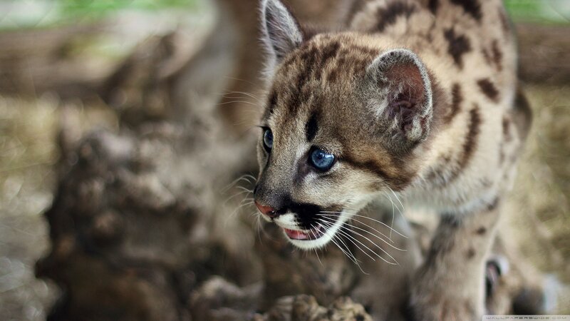 Cougar Cub — Brown, Alert