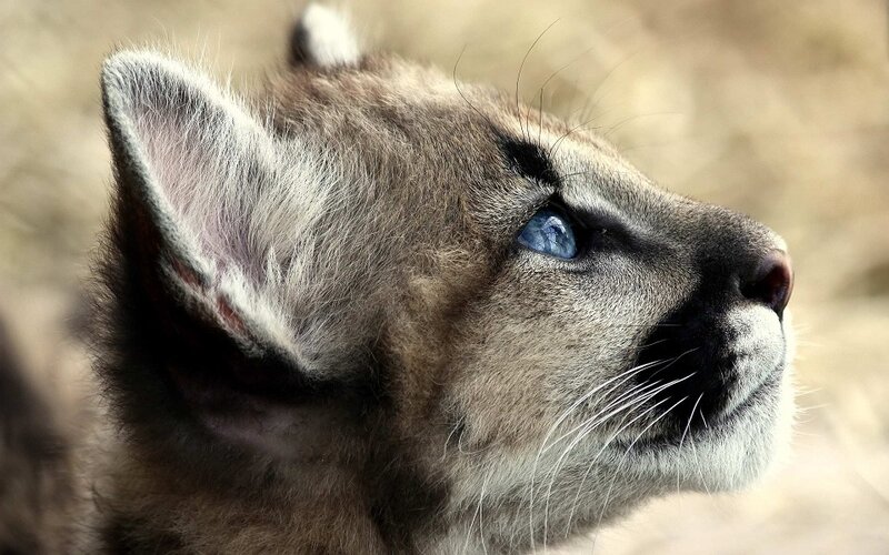 Cougar Cub — Brown, Calm, Photograph