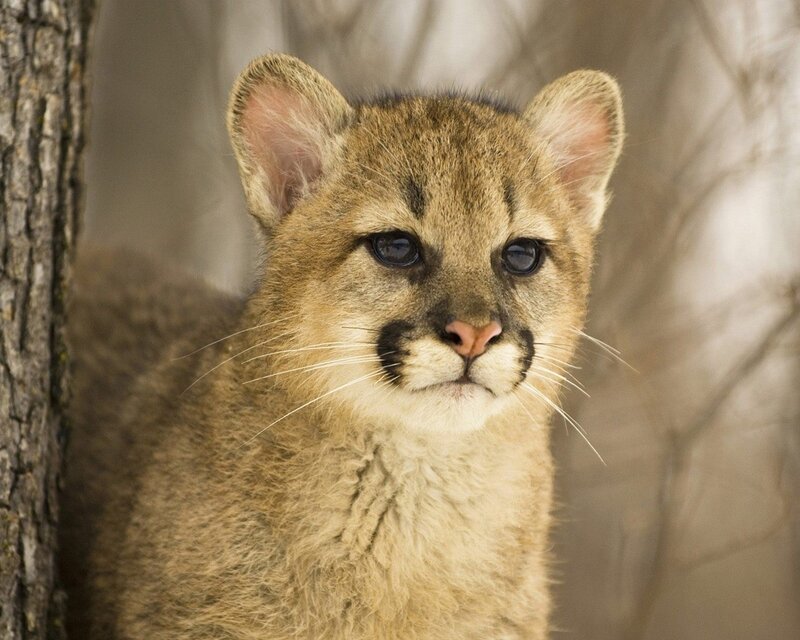 Cougar Cub — Brown, Calm, Photograph, Tree, Forest, Tan