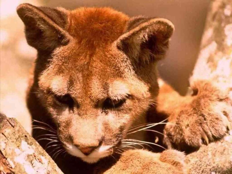 Cougar Cub — Brown, Calm