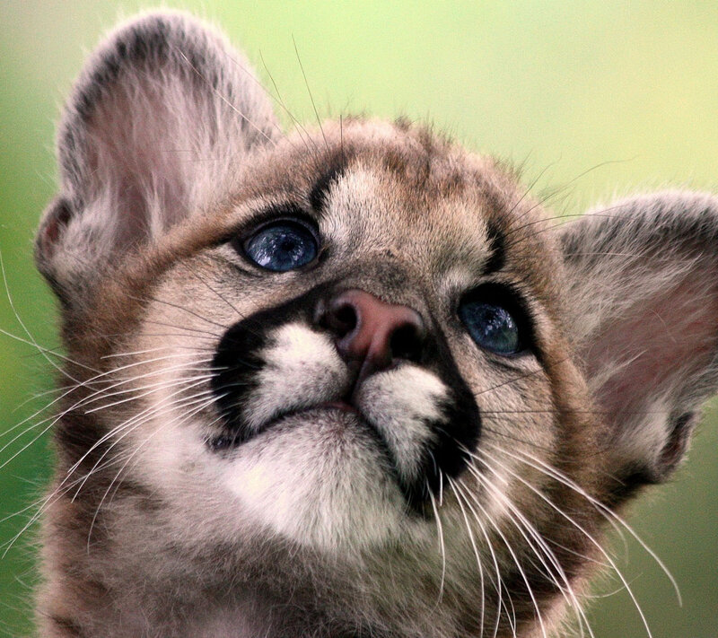 Cougar Cub — Brown, Curious, Photograph, Eyes