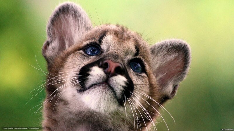 Cougar Cub — Brown, Curious, Photograph, Green Background
