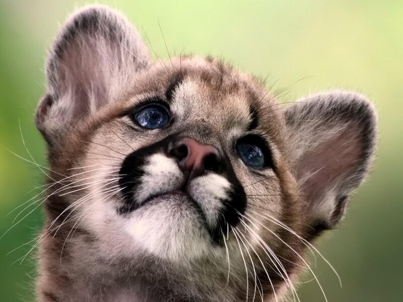 Cougar Cub — Brown, Curious, Photograph