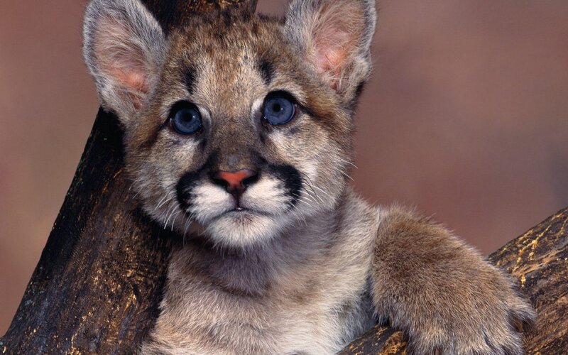 Cougar Cub — Brown, Curious, Photograph, Tree Trunk
