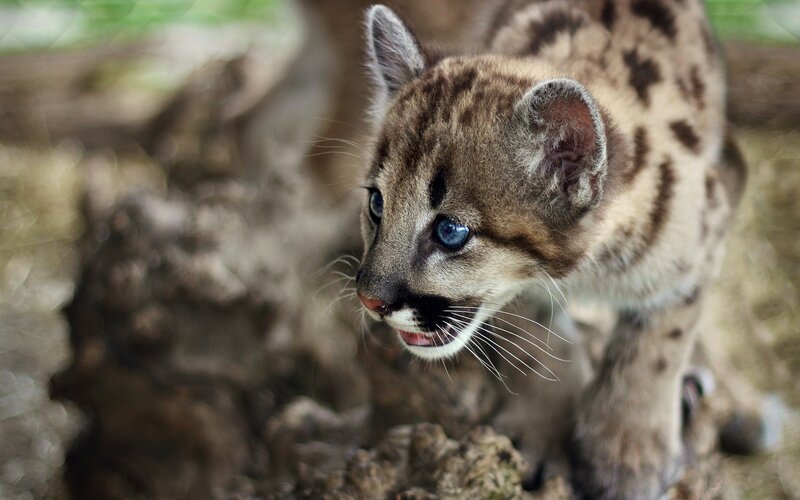 Cougar Cub — Brown, Curious, Photograph, Whiskers