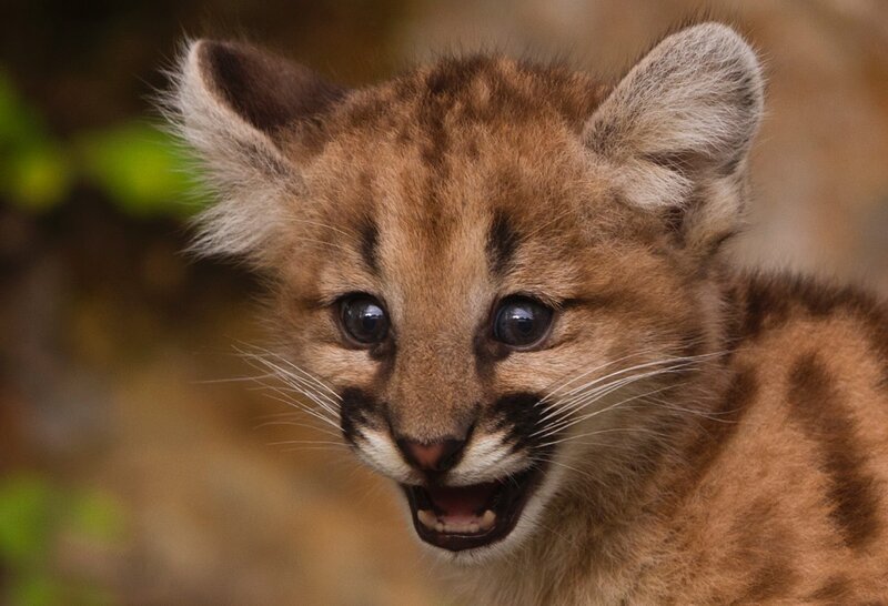 Cougar Cub — Brown, Curious