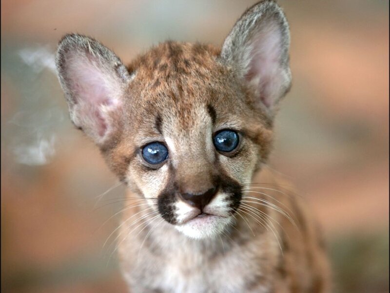 Cougar Cub — Brown, Innocent