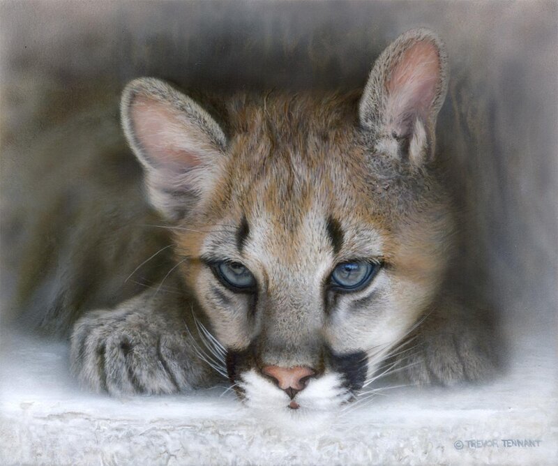 Cougar Cub — Brown