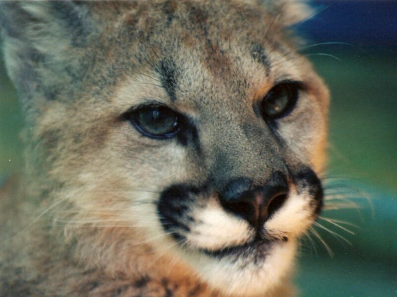 Cougar Cub Face
