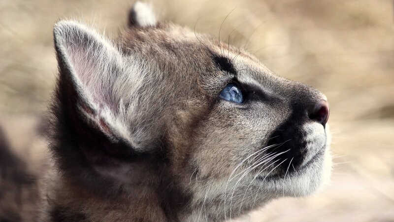 Cougar Cub — Gray, Calm, Photograph