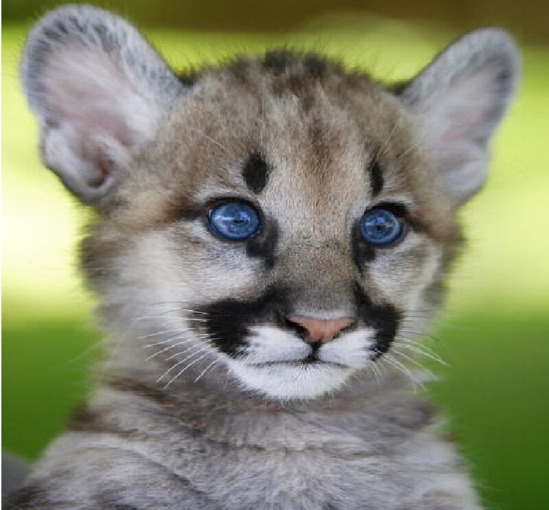 Cougar Cub — Gray, Calm