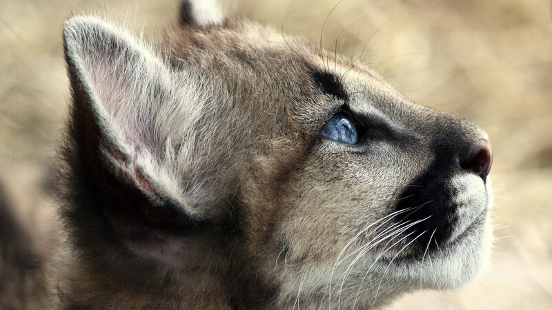 Cougar Cub — Gray