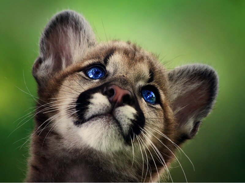 Cougar Cub — Green