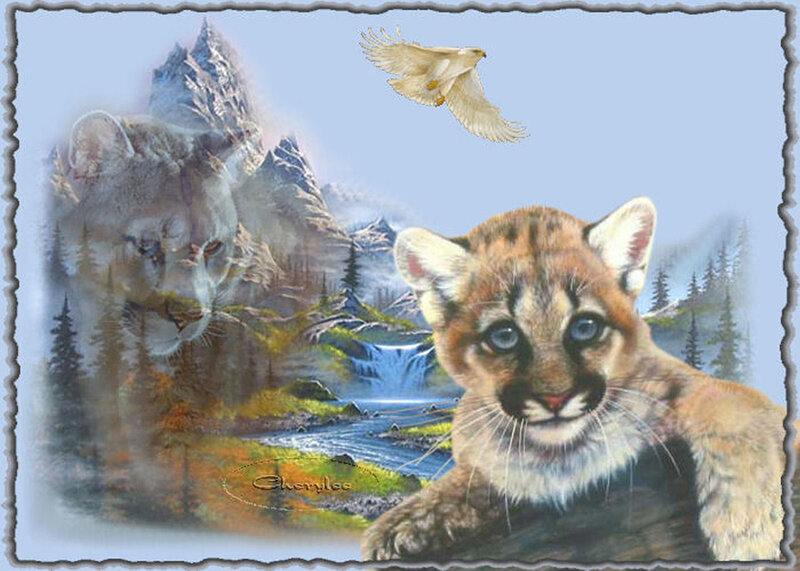 Cougar Cub in Forest
