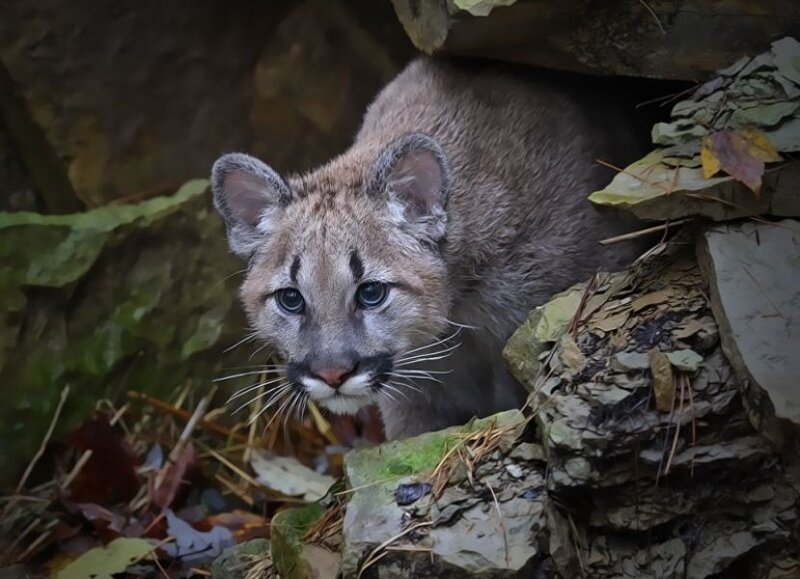 Cougar Cub in Rocks