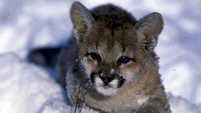 Cougar Cub in Snow — Brown
