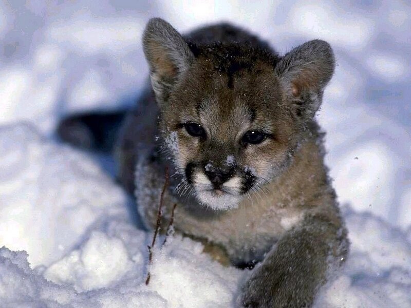 Cougar Cub in Snow
