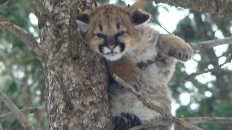 Cougar Cub in Tree