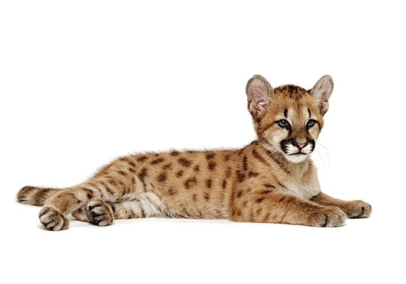 Cougar Cub Lying Down