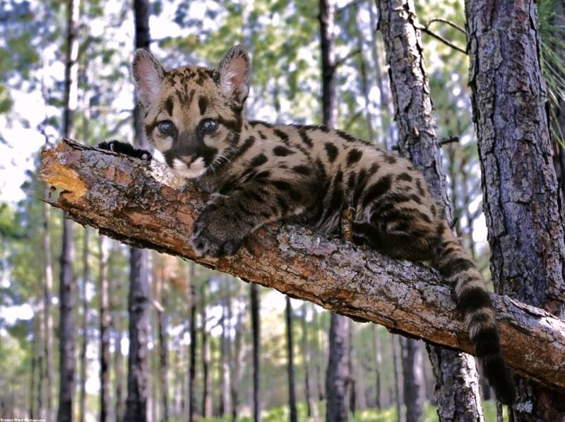 Cougar cub on a tree branch