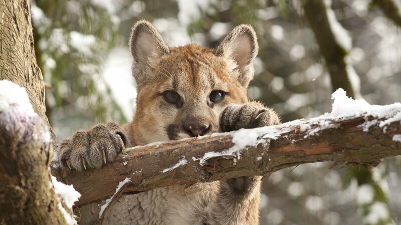 Cougar Cub on Branch — Brown, Calm