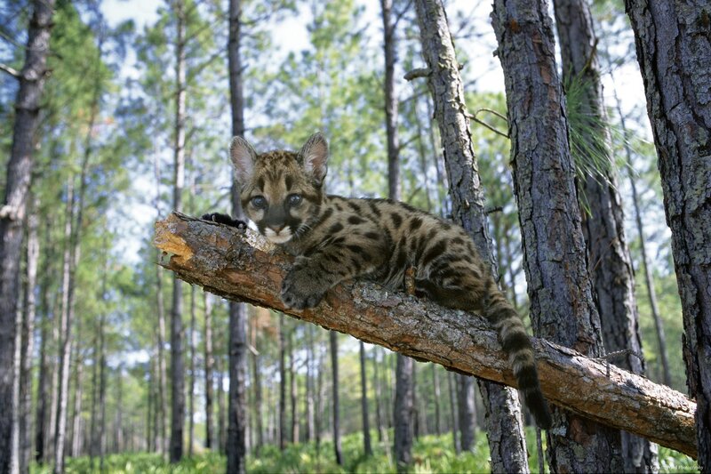 Cougar Cub on Branch