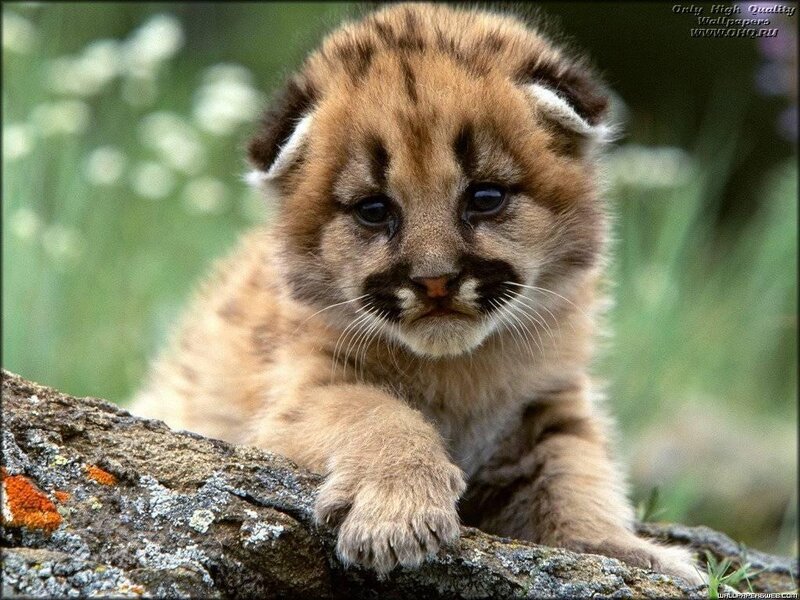 Cougar Cub on Log — Brown, Calm, Photograph, Grass