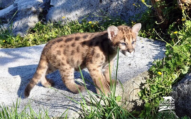 Cougar Cub on Rock — Brown