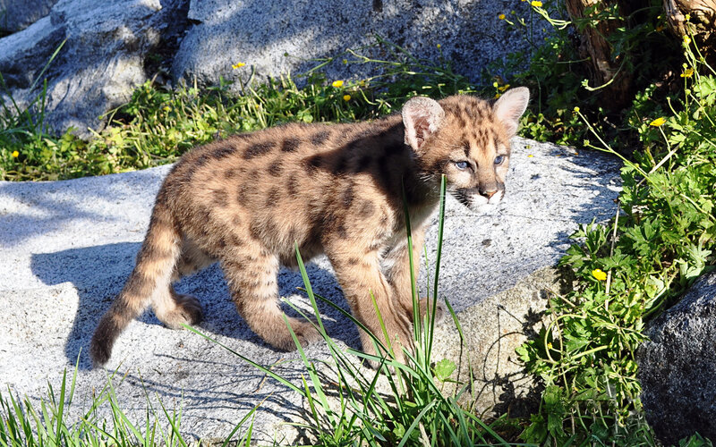 Cougar Cub on Rock