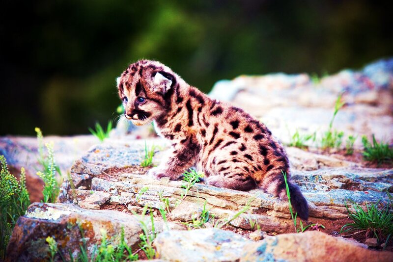 Cougar Cub on Rocks