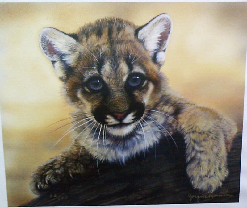 Cougar Cub