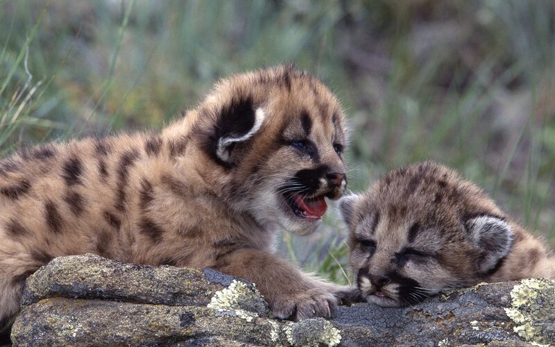 Cougar Cubs on Rock — Brown
