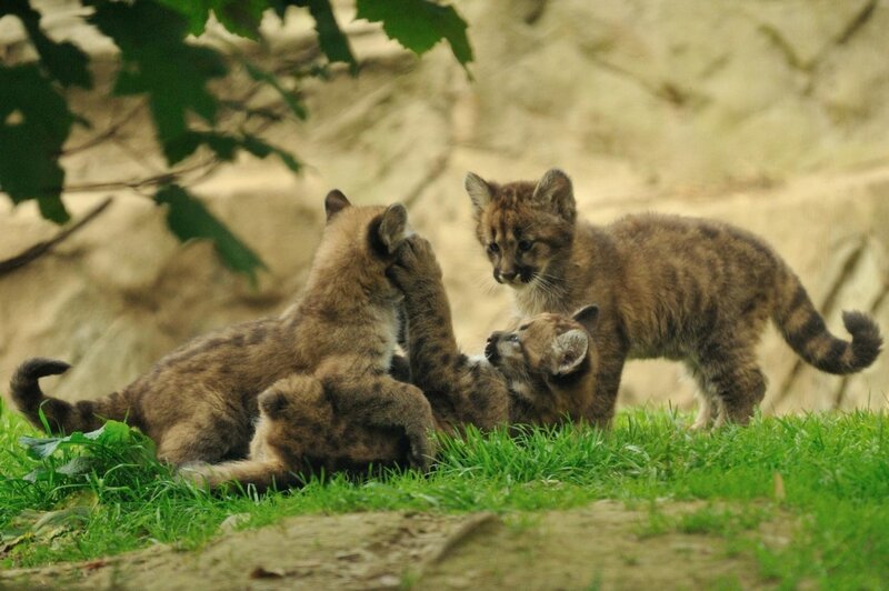 Cougar Cubs Playing