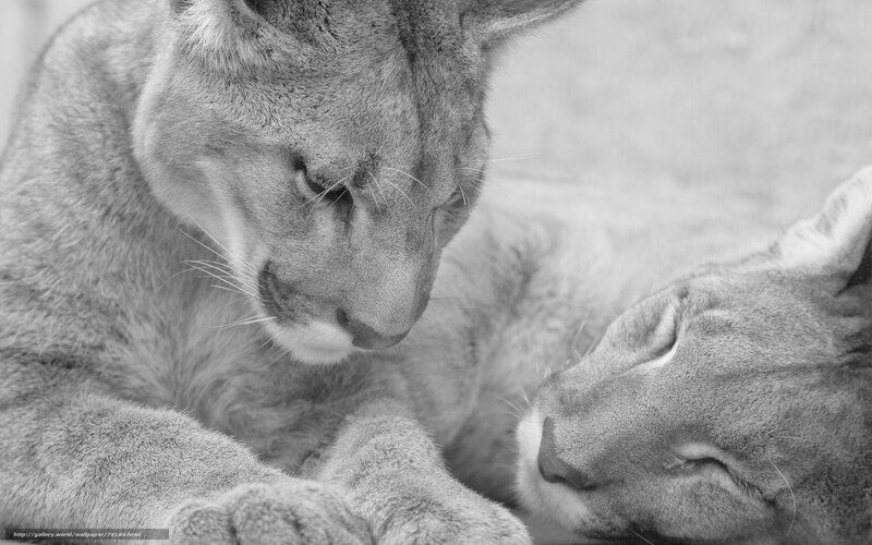 Cougar cubs resting together