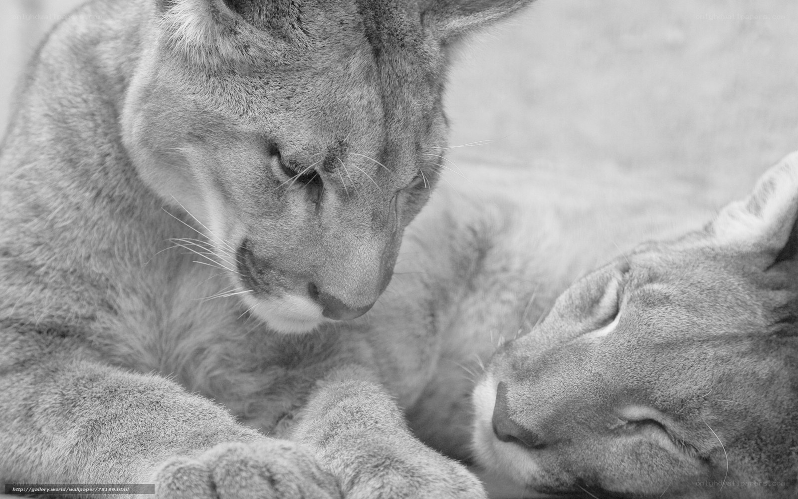 Cougar cubs resting together