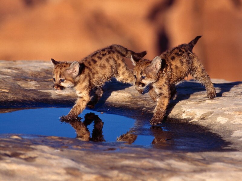Cougar Cubs Walking