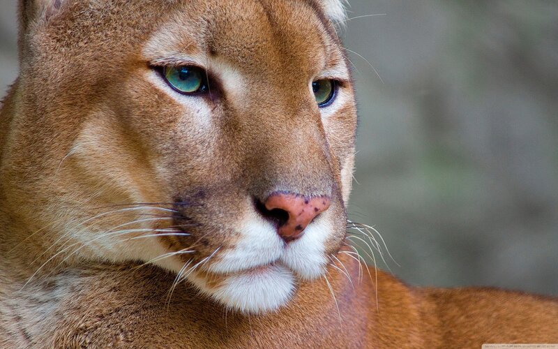 Cougar Face Close-up — Brown, Calm, Photograph, Eyes
