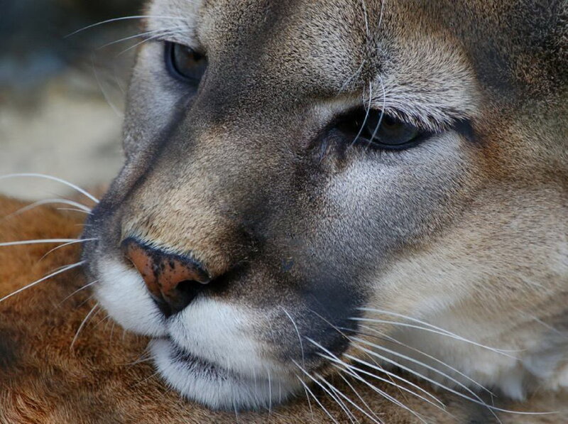 Cougar Face Close-up — Brown, Calm, Photograph