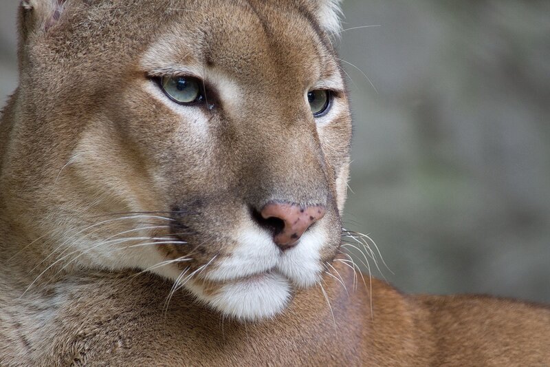 Cougar Face Close-up — Brown, Calm, Photograph, Whiskers, Eyes