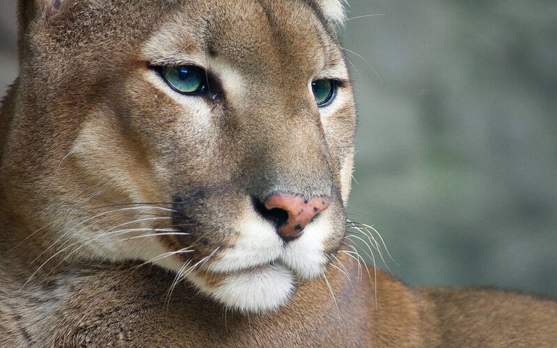 Cougar Face Close-up — Brown, Calm