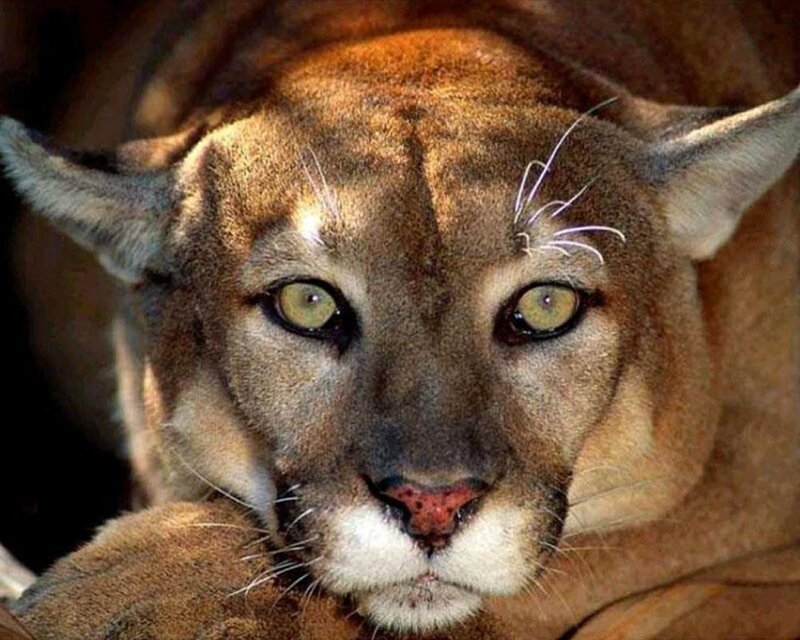 Cougar Face Close-up — Brown, Intense, Photograph, Eyes, Whiskers, Ears