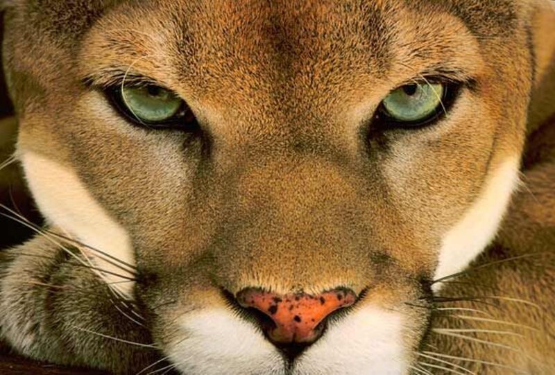 Cougar Face Close-up — Brown, Intense