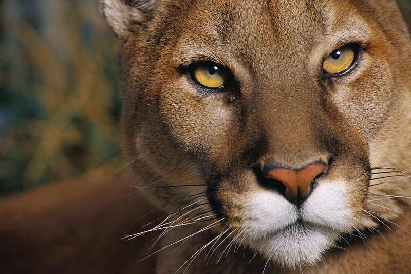 Cougar Face Close-up — Brown