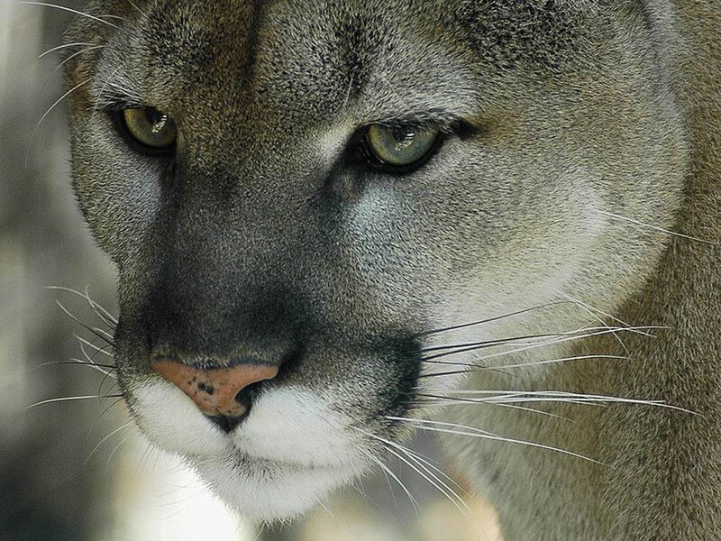 Cougar Face Close-up — Gray, Intense
