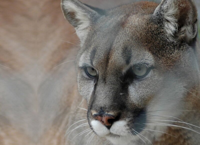 Cougar Face Close-up — Gray