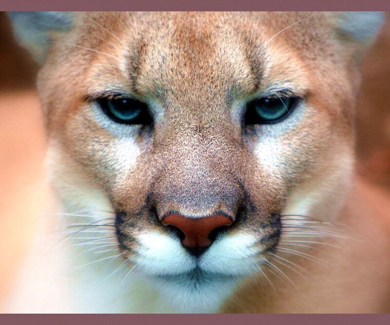 Cougar Face Close-up